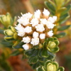 Ozothamnus vauvilliersii